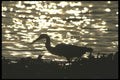311097 Great Blue Heron, Sunset A4 Photo Print