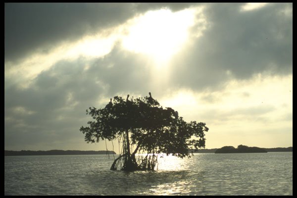 311098 Mangrove And Birds A4 Photo Print
