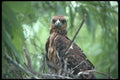 311099 Snail Kite (endangered) A4 Photo Print