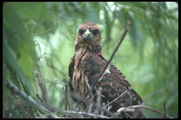 311099 Snail Kite (endangered) A4 Photo Print