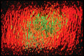313001 Red & Green Neon Light Reflected In A Pool Of Rain Water A4 Photo Print