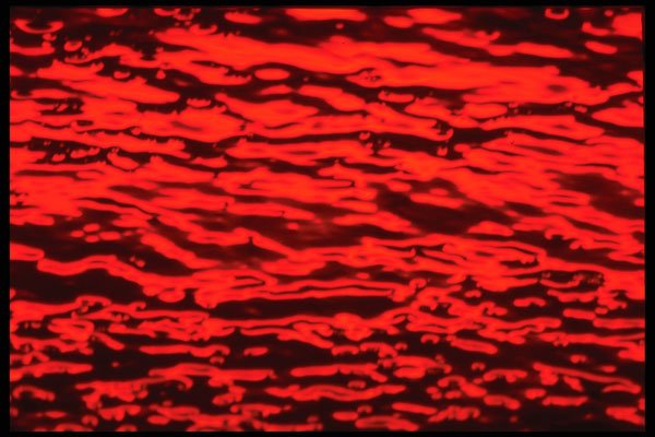 313004 Red Neon Light Reflected In Rain Water On Asphalt A4 Photo Print