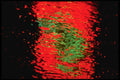 313009 Green & Red Neon Light Reflected On A Pool Of Rain Water A4 Photo Print