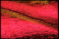 313016 Red & Yellow Neon Light Reflecting On Wet, Cracked Asphalt A4 Photo Print