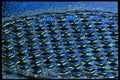 313019 Blue & Green Neon Light Reflected On Wet Manhole Cover A4 Photo Print