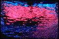 313021 Red & Blue Neon Light Reflected In Rain Water On Asphalt A4 Photo Print