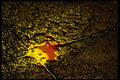 313024 Red & Yellow Light Reflected On Patio Stones A4 Photo Print