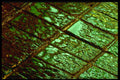 313027 Green Light Reflected On Wet Inter locking Stones A4 Photo Print