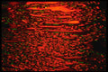313028 Red & Green Neon Light Reflected On Wet Asphalt A4 Photo Print