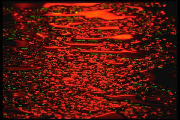 313028 Red & Green Neon Light Reflected On Wet Asphalt A4 Photo Print