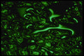 313029 Green Neon Light Reflected On Textured Top Of Patio Table A4 Photo Print