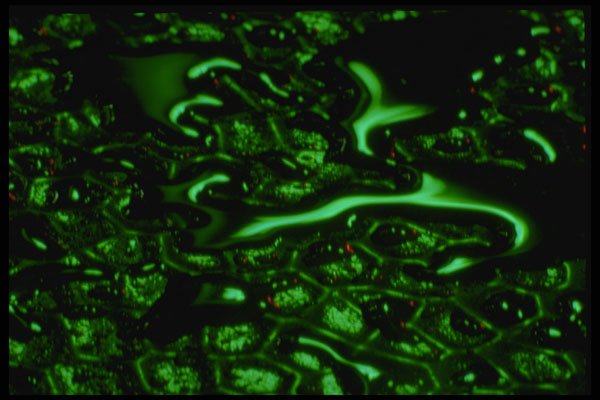 313029 Green Neon Light Reflected On Textured Top Of Patio Table A4 Photo Print
