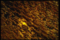 313030 Amber Truck Parking Light Reflected In Wet, Grooved Asphalt A4 Photo Print