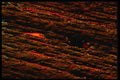 313031 Red Neon Light Reflected In Wet Grooved Asphalt A4 Photo Print