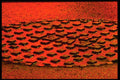 313033 Red Traffic Stop Light Reflection On Wet Manhole Cover A4 Photo Print