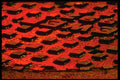 313036 Red Traffic Stop Light Reflection On Wet Manhole Cover A4 Photo Print