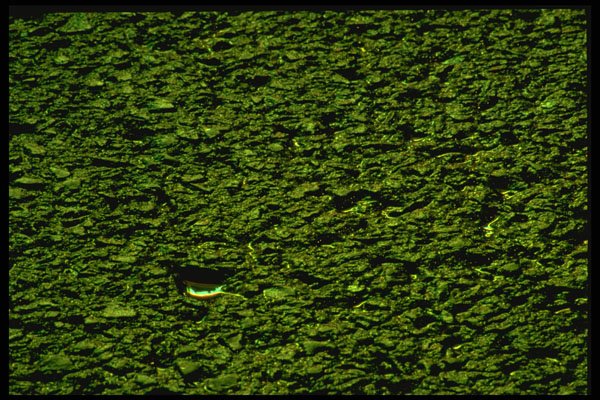 313038 High Pressure Sodium Lighting Reflected On Wet Asphalt A4 Photo Print