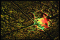 313042 Yellow, Green, Red Neon Light Reflected On Wet Patio Stones A4 Photo Print
