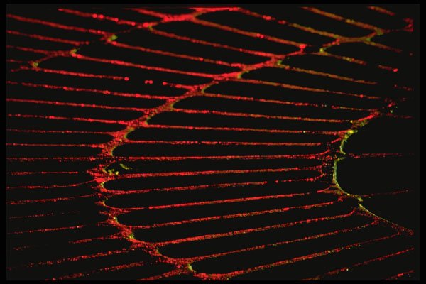 313051 Red Light Reflected On Wet Cast Iron Grate A4 Photo Print