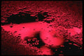 313054 Red Light Reflecting In Pooled Rain Water A4 Photo Print