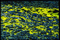 313059 Yellow & Blue Neon Light Reflected On Wet Asphalt A4 Photo Print