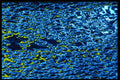 313060 Yellow, Blue, White Neon Light Reflected On Wet Asphalt A4 Photo Print