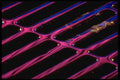 313069 Magenta Neon Light Reflecting Off Wet Storm Sewer Grate A4 Photo Print