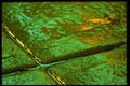 313086 Green And Gold Light Reflected On Wet Concrete Sidewalk A4 Photo Print