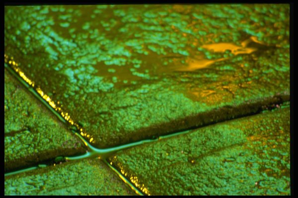 313086 Green And Gold Light Reflected On Wet Concrete Sidewalk A4 Photo Print