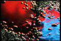 313093 Red, Blue, White Neon Light Reflecting Off Asphalt A4 Photo Print