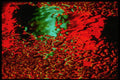 313097 Green & Red Neon Light Reflected On Wind Blown Rain Water A4 Photo Print