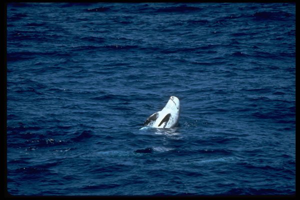 314000 Risso's Dolphin A4 Photo Print