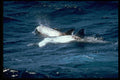 314001 Risso's Dolphin A4 Photo Print