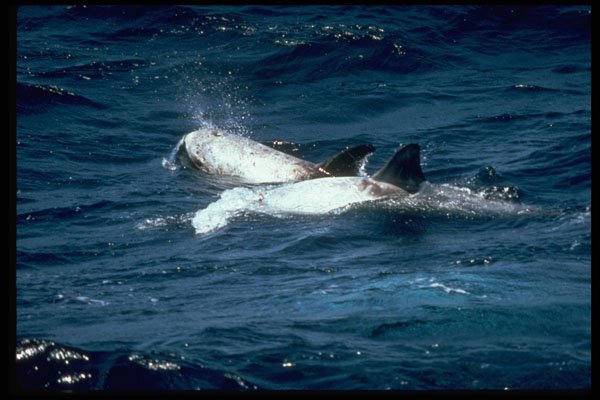 314001 Risso's Dolphin A4 Photo Print