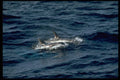 314002 Risso's Dolphin A4 Photo Print