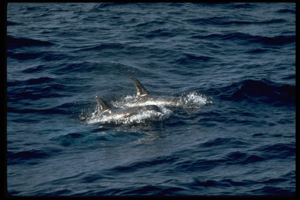 314002 Risso's Dolphin A4 Photo Print