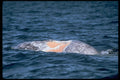 314003 Gray Whale A4 Photo Print