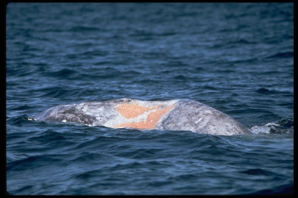 314003 Gray Whale A4 Photo Print