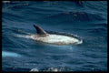 314004 Risso's Dolphin A4 Photo Print