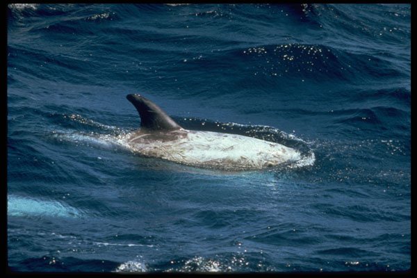 314004 Risso's Dolphin A4 Photo Print