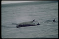 314005 Northern Bottlenose Whale A4 Photo Print