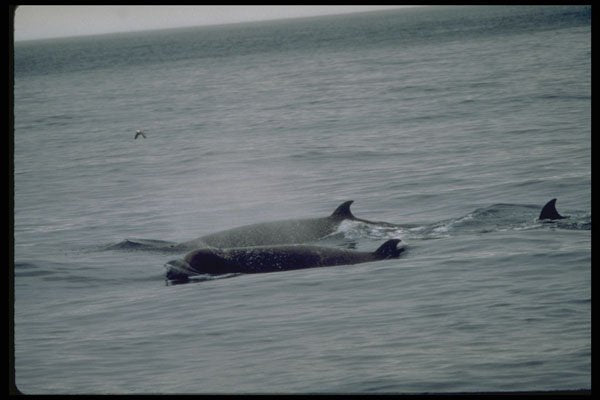 314005 Northern Bottlenose Whale A4 Photo Print