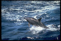 314006 Bottlenose Whale A4 Photo Print