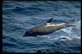 314007 Bottlenose Whale A4 Photo Print