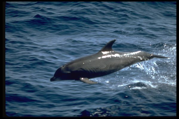 314007 Bottlenose Whale A4 Photo Print