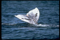 314008 Gray Whale A4 Photo Print