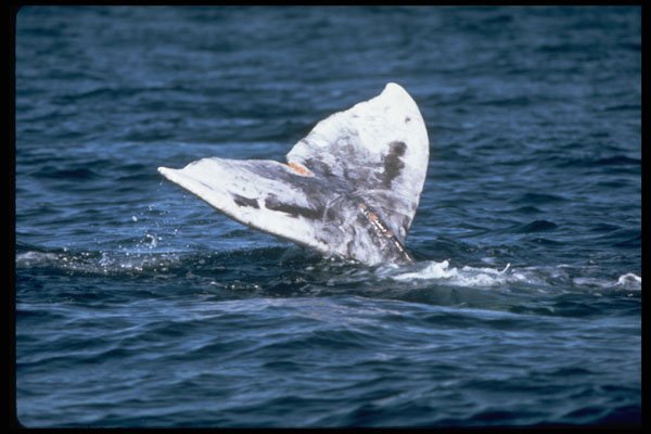 314008 Gray Whale A4 Photo Print