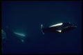 314009 Dall's Porpoise A4 Photo Print