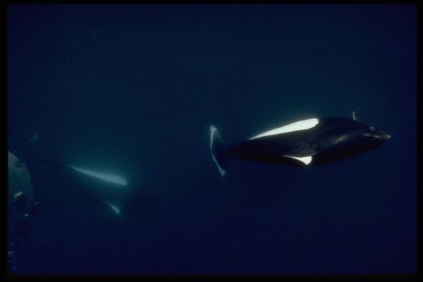 314009 Dall's Porpoise A4 Photo Print