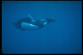 314010 Dall's Porpoise A4 Photo Print